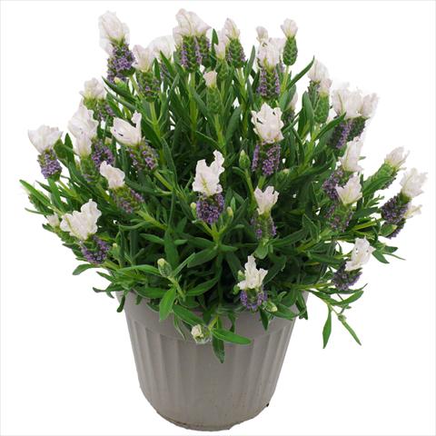 foto van een variëteit aan bloemen, te gebruiken als: Pot - en perkplant Lavandula stoechas Lavinia Compact White