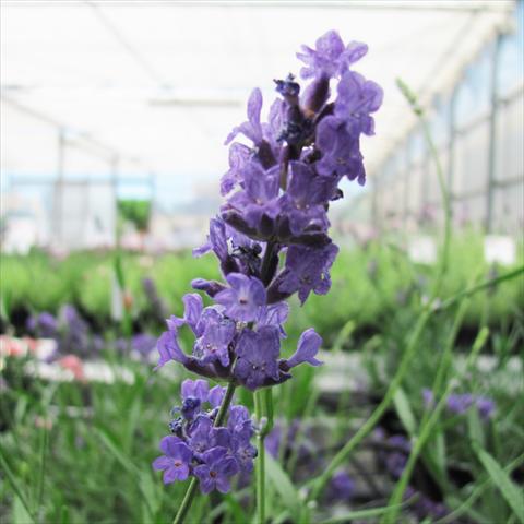 foto van een variëteit aan bloemen, te gebruiken als: Pot - en perkplant Lavandula stoechas Lavinia Forever Blue