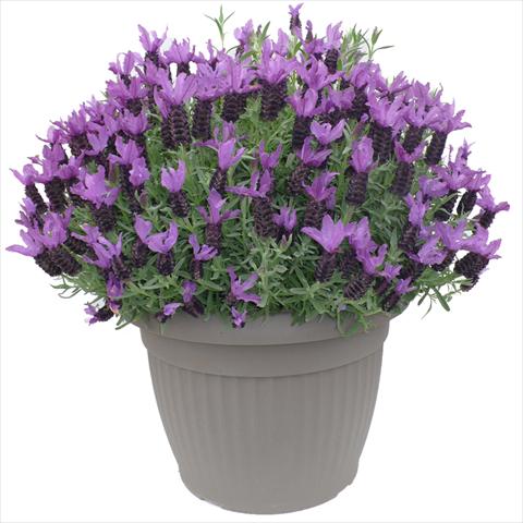 foto van een variëteit aan bloemen, te gebruiken als: Pot - en perkplant Lavandula stoechas Lavinia Purple