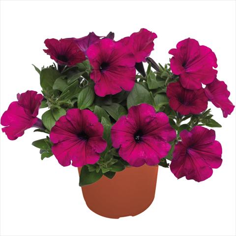 foto van een variëteit aan bloemen, te gebruiken als: Korf / Pot Petunia hybrida Top-Tunia Purple