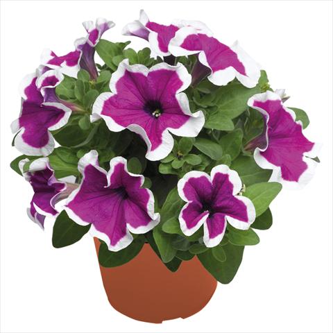 foto van een variëteit aan bloemen, te gebruiken als: Korf / Pot Petunia hybrida Top-Tunia Purple Picotee