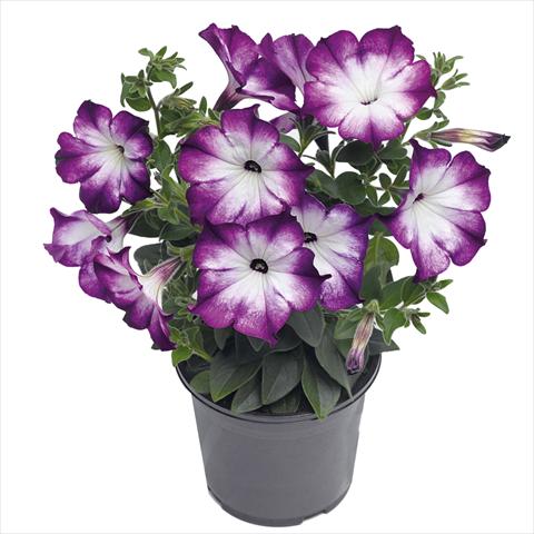 foto van een variëteit aan bloemen, te gebruiken als: Korf / Pot Petunia hybrida Top-Tunia Style Blue Swing