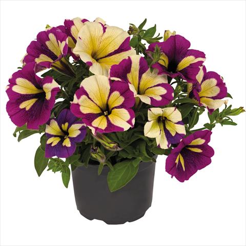 foto van een variëteit aan bloemen, te gebruiken als: Pot Petunia hybrida Top-Tunia Style Lavender Star