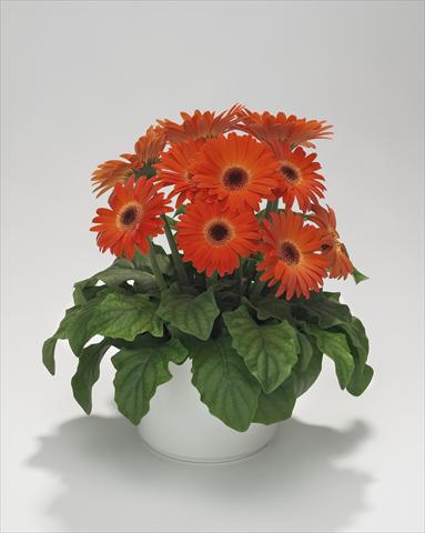 foto van een variëteit aan bloemen, te gebruiken als: Korf / Pot Gerbera jamesonii Royal Mini Orange
