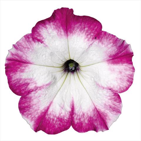 foto van een variëteit aan bloemen, te gebruiken als: Pot Petunia hybrida Top-Tunia Style Purple Swing