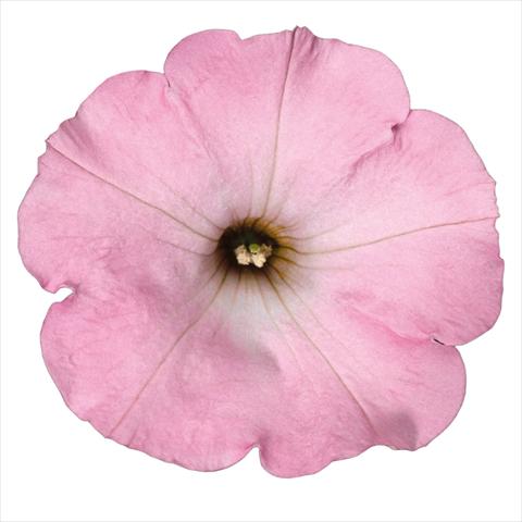 foto van een variëteit aan bloemen, te gebruiken als: Pot Petunia hybrida Top-Tunia Sweet Pink