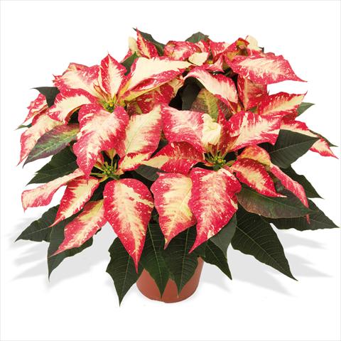 foto van een variëteit aan bloemen, te gebruiken als: Pot Poinsettia - Euphorbia pulcherrima Poinsettie Jingle Bell Rock