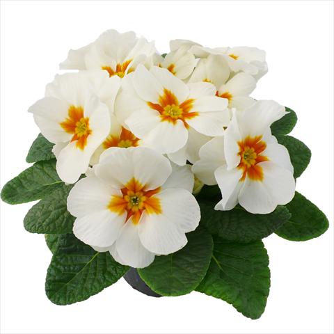 foto van een variëteit aan bloemen, te gebruiken als: Pot - en perkplant Primula acaulis, veris, vulgaris Primabella White