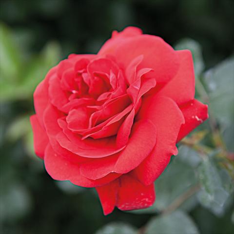 foto van een variëteit aan bloemen, te gebruiken als: Pot - en perkplant Rosa Tea Scarlet Bonica