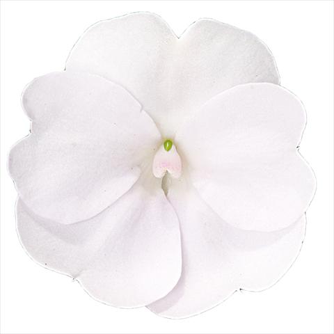 foto van een variëteit aan bloemen, te gebruiken als: Perkplant, potplant of korfplant Impatiens N. Guinea Sunpatiens Clear White