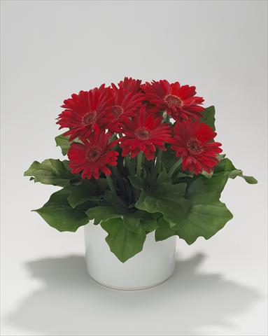 foto van een variëteit aan bloemen, te gebruiken als: Korf / Pot Gerbera jamesonii Royal Mini Red