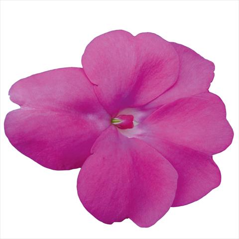 foto van een variëteit aan bloemen, te gebruiken als: Perkplant, potplant of korfplant Impatiens N. Guinea Sunpatiens Hot Lilac