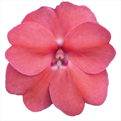 foto van een variëteit aan bloemen, te gebruiken als: Perkplant, potplant of korfplant Impatiens N. Guinea Sunpatiens Pink Pearl
