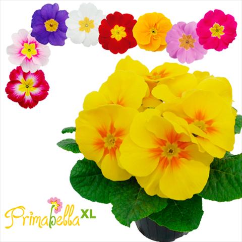 foto van een variëteit aan bloemen, te gebruiken als: Pot - en perkplant Primula acaulis, veris, vulgaris Primabella XL