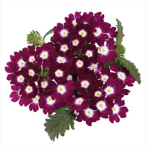 foto van een variëteit aan bloemen, te gebruiken als: Pot Verbena hybrida Majesty Burgundy Charme