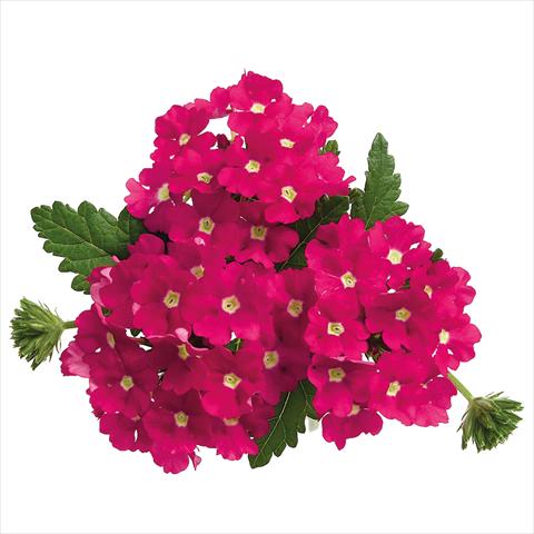 foto van een variëteit aan bloemen, te gebruiken als: Pot Verbena hybrida Majesty Hot Pink Charme