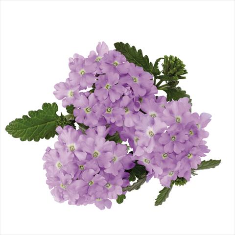 foto van een variëteit aan bloemen, te gebruiken als: Pot Verbena hybrida Majesty Lavender