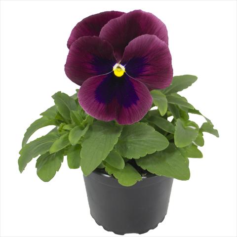 foto van een variëteit aan bloemen, te gebruiken als: Perkplant, potplant of korfplant Viola wittrockiana Viola Superba Xpress Carmine with Blotch