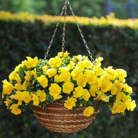 foto van een variëteit aan bloemen, te gebruiken als: Perkplant, potplant of korfplant Viola wittrockiana Viola Superba Basket Yellow