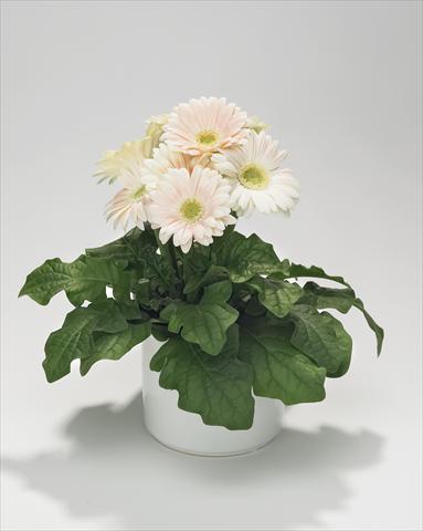 foto van een variëteit aan bloemen, te gebruiken als: Korf / Pot Gerbera jamesonii Royal Mini White Soft Pink