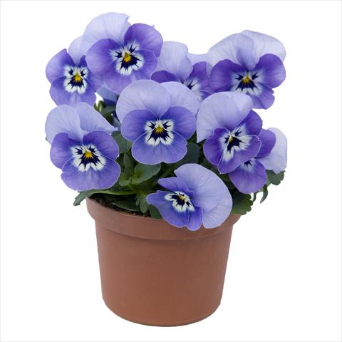 foto van een variëteit aan bloemen, te gebruiken als: Pot - en perkplant Viola wittrockiana Viola Superba Mini Marina
