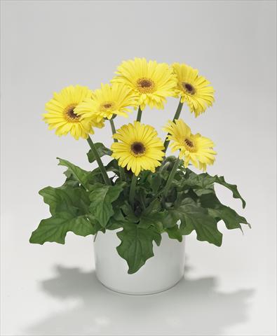 foto van een variëteit aan bloemen, te gebruiken als: Korf / Pot Gerbera jamesonii Royal Mini Yellow