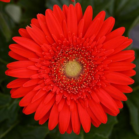 foto van een variëteit aan bloemen, te gebruiken als: Pot - en perkplant Gerbera jamesonii Mega Revolution F1 Scarlet Red with Light Eye