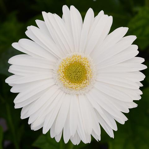 foto van een variëteit aan bloemen, te gebruiken als: Pot - en perkplant Gerbera jamesonii Mega Revolution F1 White with Light Eye