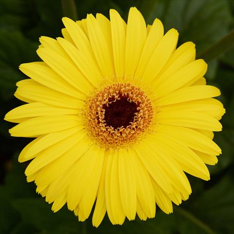 foto van een variëteit aan bloemen, te gebruiken als: Pot - en perkplant Gerbera jamesonii Mega Revolution F1 Yellow with Dark Eye Improved