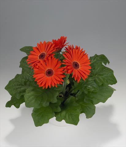 foto van een variëteit aan bloemen, te gebruiken als: Korf / Pot Gerbera jamesonii Royal Orange Scarlet