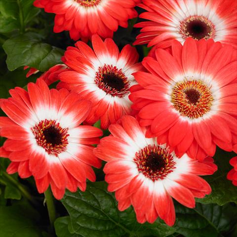 foto van een variëteit aan bloemen, te gebruiken als: Pot - en perkplant Gerbera jamesonii Revolution F1 Bicolor Red White