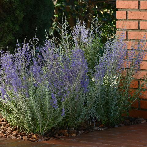 foto van een variëteit aan bloemen, te gebruiken als: Patioplant, perkplant Perovskia Top Perovskia Blue Steel