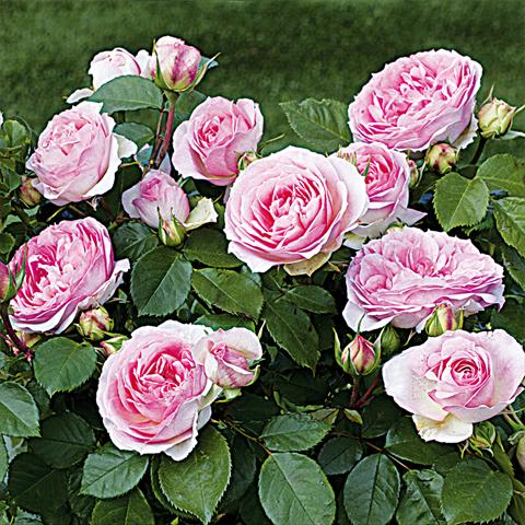 foto van een variëteit aan bloemen, te gebruiken als: Pot - en perkplant Rosa Tea Rosaio a fiori raggruppati Sophia Romantica®