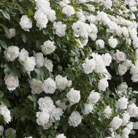 foto van een variëteit aan bloemen, te gebruiken als: Pot - en perkplant Rosa paesaggistica Rosaio paesaggistico Crème Chantilly®