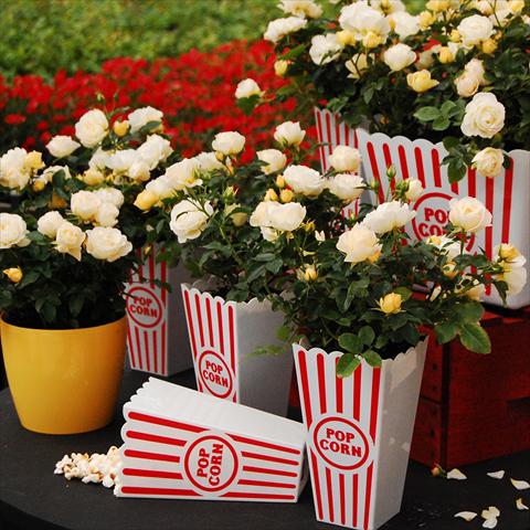 foto van een variëteit aan bloemen, te gebruiken als: Pot - en perkplant Rosa paesaggistica Rosaio paesaggistico Popcorn Drift®