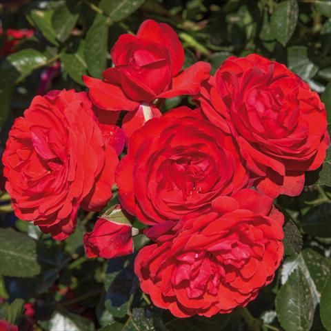 foto van een variëteit aan bloemen, te gebruiken als: Pot - en perkplant Rosa paesaggistica Rosaio paesaggistico Scarlet Bonica®