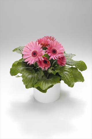 foto van een variëteit aan bloemen, te gebruiken als: Korf / Pot Gerbera jamesonii Royal Pastel Pink