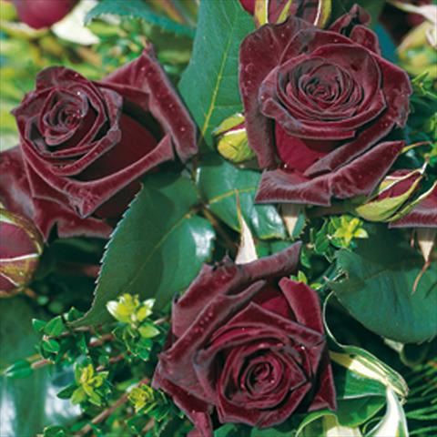 foto van een variëteit aan bloemen, te gebruiken als: Pot - en perkplant Rosa Tea Black Baccara®