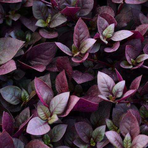 foto van een variëteit aan bloemen, te gebruiken als: Pot - en perkplant Alternanthera Purple Prince