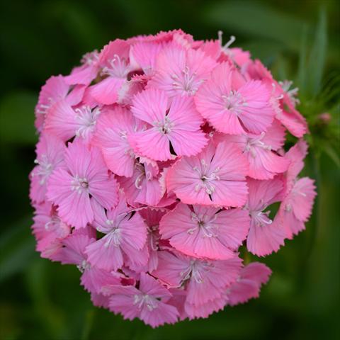 foto van een variëteit aan bloemen, te gebruiken als: Pot - en perkplant Dianthus barbatus Sweet F1 Deep Pink