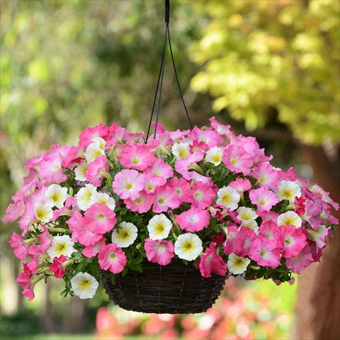 foto van een variëteit aan bloemen, te gebruiken als: Korf / Pot 2 Combo Fuseables® All-Wave Petunia Rise N Shine