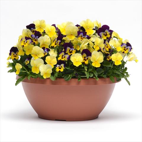 foto van een variëteit aan bloemen, te gebruiken als: Perkplant, potplant of korfplant 2 Combo Fuseables® Sunglow