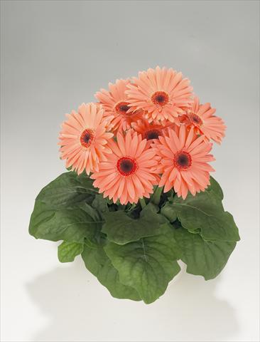 foto van een variëteit aan bloemen, te gebruiken als: Korf / Pot Gerbera jamesonii Royal Peach