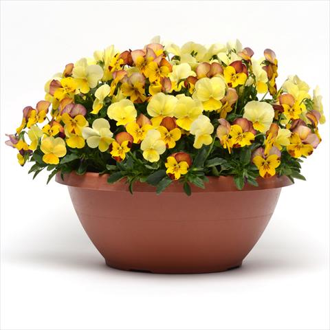foto van een variëteit aan bloemen, te gebruiken als: Perkplant, potplant of korfplant Viola hybrida Fuseables® Sunset Boulevard