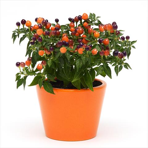 foto van een variëteit aan bloemen, te gebruiken als: Pot - en perkplant Capsicum annuum Hot Pops Purple