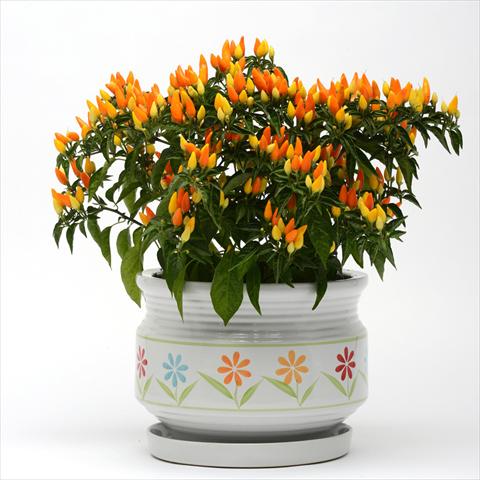 foto van een variëteit aan bloemen, te gebruiken als: Pot - en perkplant Capsicum annuum Sedona Sun
