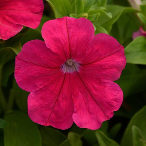 foto van een variëteit aan bloemen, te gebruiken als: Pot - en perkplant Petunia hybrida Lo Rider® F1 Rose