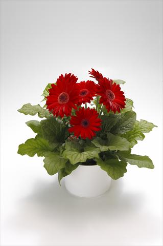 foto van een variëteit aan bloemen, te gebruiken als: Korf / Pot Gerbera jamesonii Royal Red