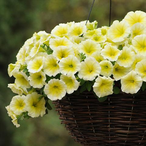 foto van een variëteit aan bloemen, te gebruiken als: Pot - en perkplant Petunia hybrida Easy Wave® F1 Yellow