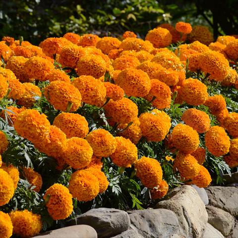 foto van een variëteit aan bloemen, te gebruiken als: Pot - en perkplant Tagetes erecta Marvel F1 Orange Improved